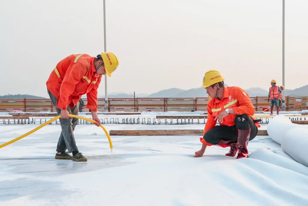 劳务工人及时对混凝土盖膜淋水养护 - 广西路建集团平陆运河旧州特大桥主桥桥面混凝土浇筑完成